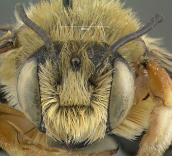 Media type: image;   Entomology 610875 Aspect: head frontal view